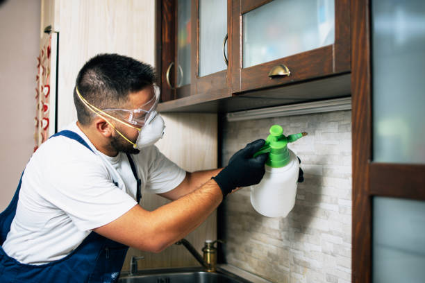 Best Wasp Removal Services  in Socorro, TX