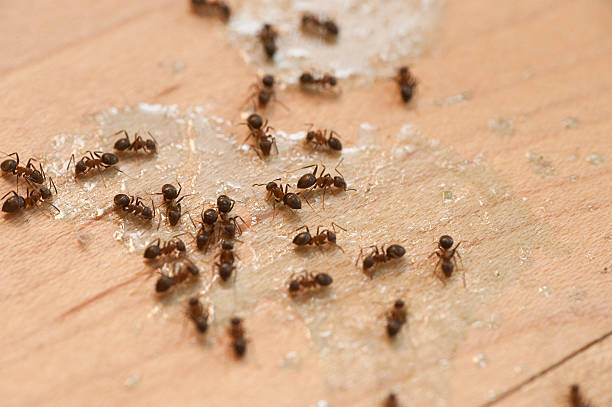 Best Termite Control Services  in Socorro, TX