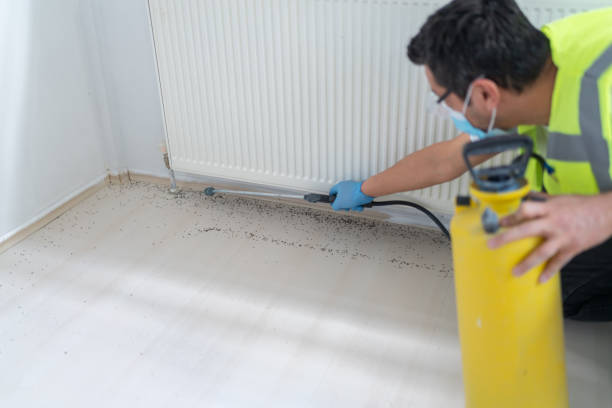 Best Local Pest Control Services  in Socorro, TX