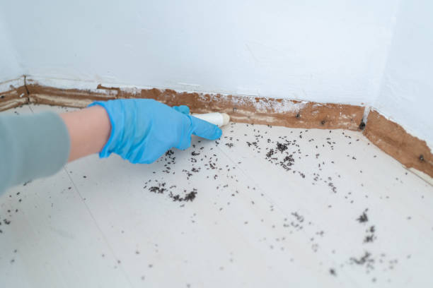 Best Pest Prevention Services  in Socorro, TX